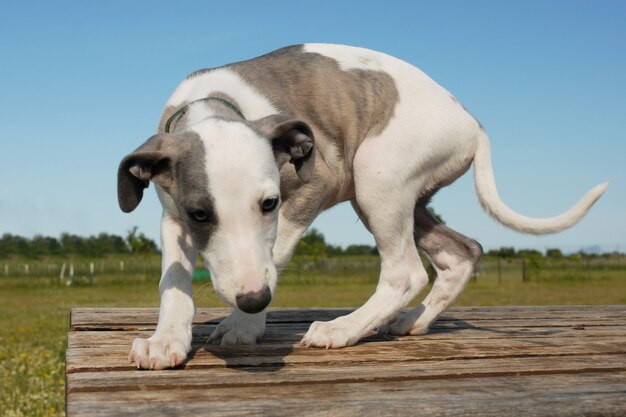 Whippet cachorro