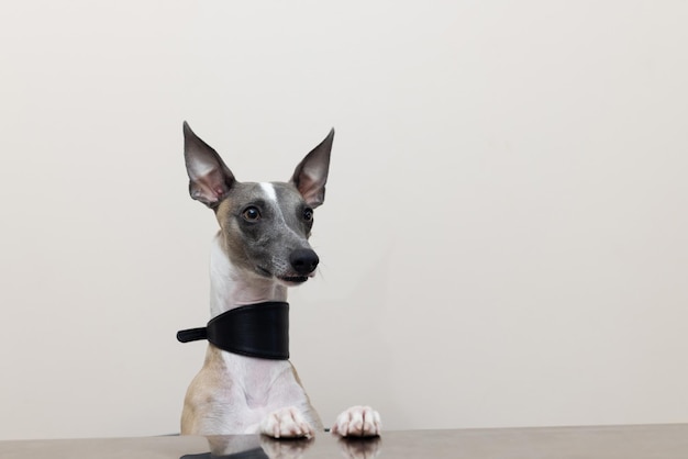 Whippet-Hund mit breitem, schönem Halsband sitzt mit den Vorderpfoten auf dem Tisch auf einem Stuhl