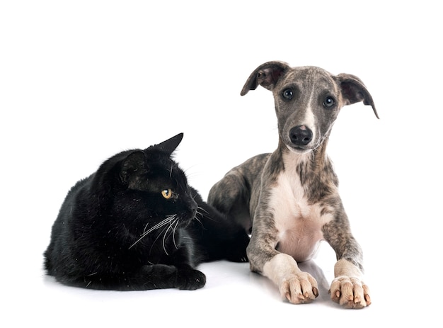 Whippet inglés y gato delante de un fondo blanco