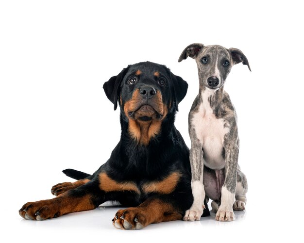 Whippet inglés y rottweiler delante de un fondo blanco