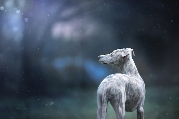 Whippet de invierno en azul