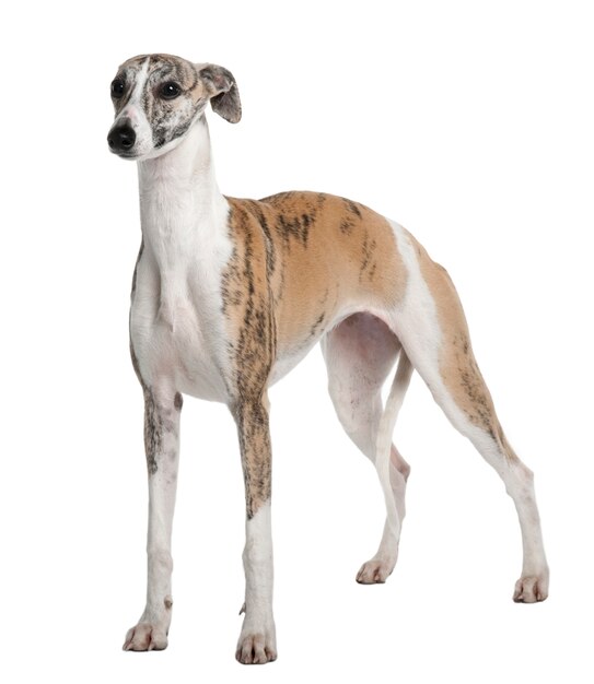 Whippet joven, 8 meses de edad, de pie