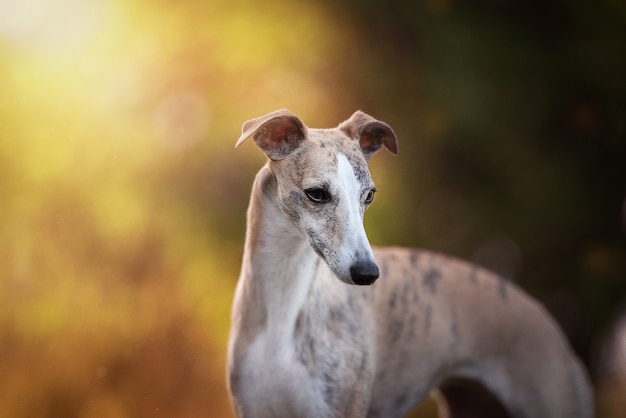 Whippet en la puesta de sol