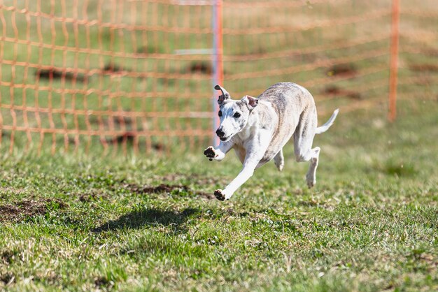 Whippet sprinter corriendo directamente a la cámara y persiguiendo el señuelo en el campo verde