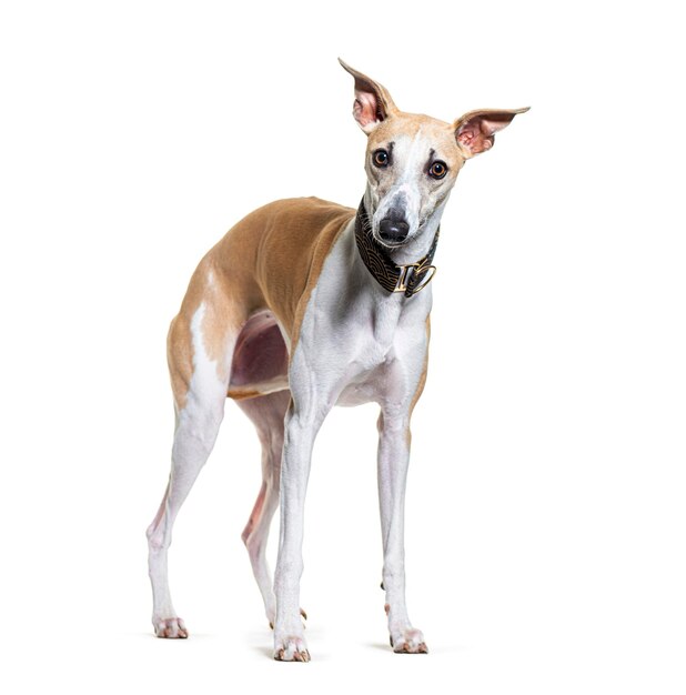 Whippet