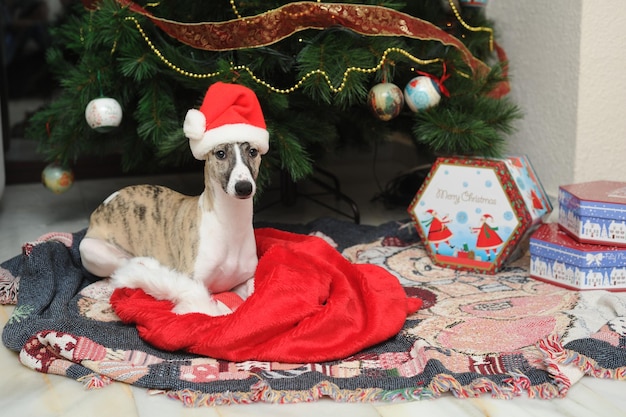 Whippets perros de pura raza al pie del árbol de Navidad junto a cajas de regalo