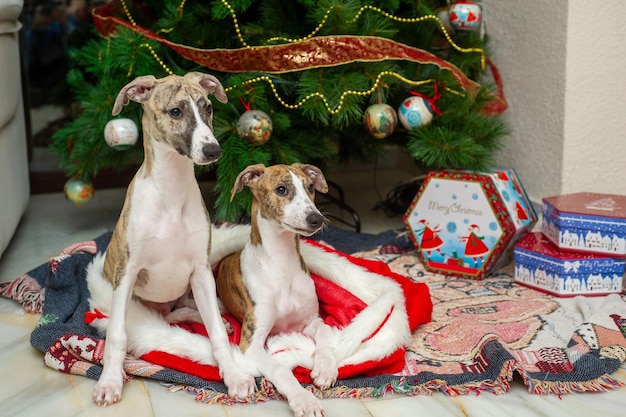 Whippets reinrassiger Hund am Fuße des Weihnachtsbaums neben Geschenkboxen