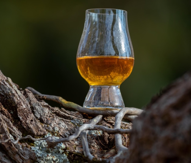 Whiskey escocês tradicional de malte único no copo Glencairn em foco seletivo