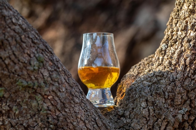 Whiskey escocês tradicional de malte único no copo Glencairn em foco seletivo