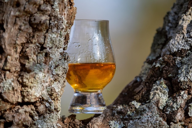 Whiskey escocés tradicional de una sola malta en el vaso de Glencairn en enfoque selectivo