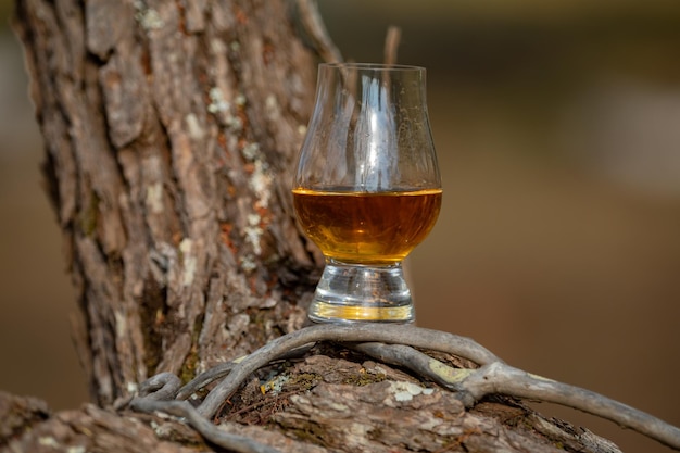 Whiskey escocés tradicional de una sola malta en el vaso de Glencairn en enfoque selectivo