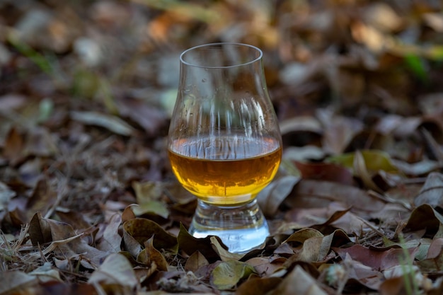 Whiskey escocés tradicional de una sola malta en el vaso de Glencairn en enfoque selectivo