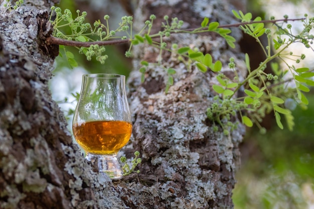 Whiskey escocés tradicional de una sola malta en el vaso de Glencairn en enfoque selectivo