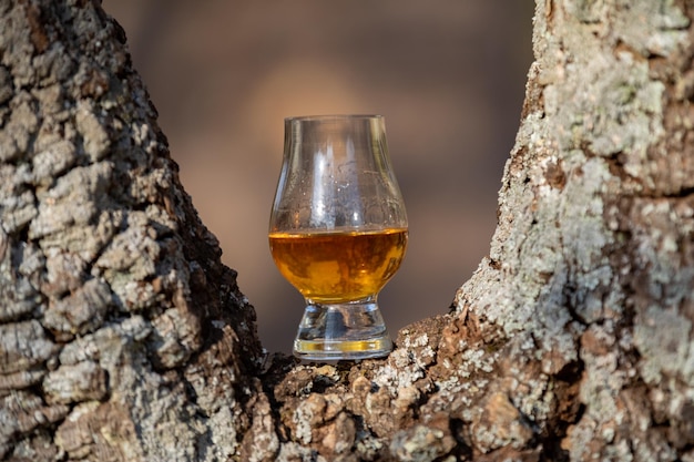 Whisky escocés de malta tradicional en el vaso Glencairn con enfoque selectivo