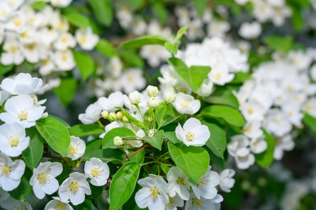 White Apple Flowers Schöne blühende Apfelbäume Hintergrund mit blühenden Blumen im Frühlingstag Blühender Apfelbaum Malus Domestica Nahaufnahme Apple Blossom