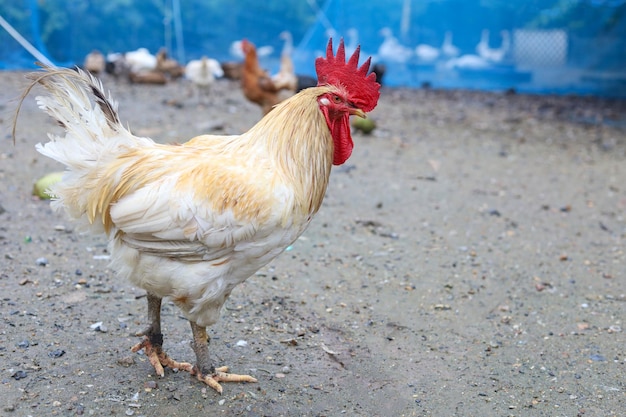 White Betong Chicken se queda en el jardín de la granja de Asia después de un día lluvioso