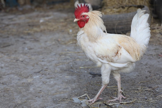 White Betong Chickken em jardim seco