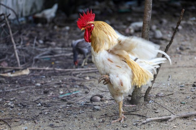 White Betong Chickken es mostrar ala de acción en un jardín seco