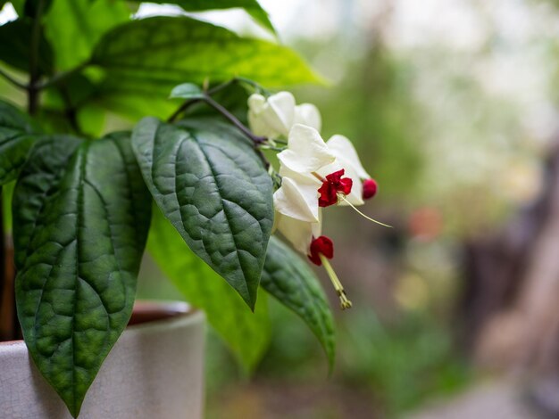 Foto white bleeding heart clerodendrum thomsoniae bleedingheart videira linda flor vermelha com flor de pétalas brancas em forma de coração