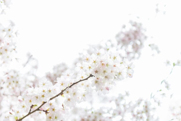 Foto white blossom cherry tree während der frühlingssaison