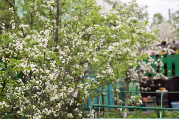 White Cherry Blooming Trees