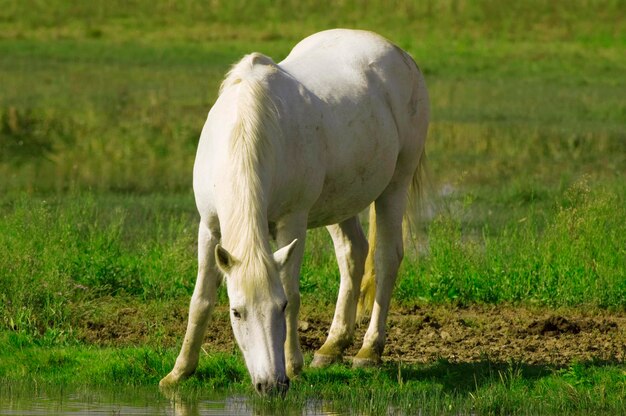 White Horse