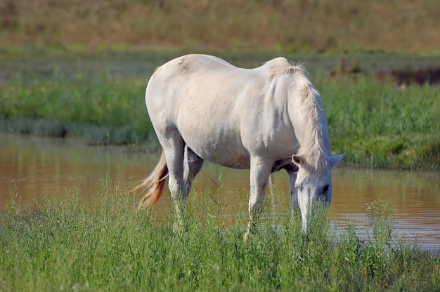 White Horse