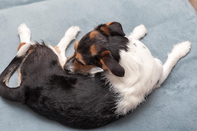 White Jack Russell Terrier en la cama jugando