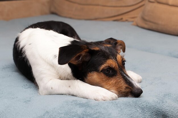 White Jack Russell Terrier na cama jogando