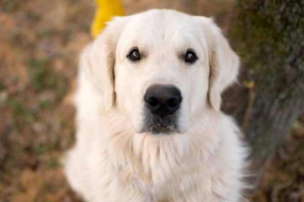 White Labrador Golden Retriever Retriever schaut in die Kamera