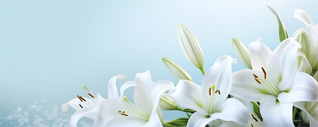 White_lilies_background