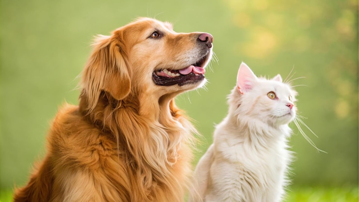Foto white maine coon katze und golden retriever blicken in grüner umgebung nach oben