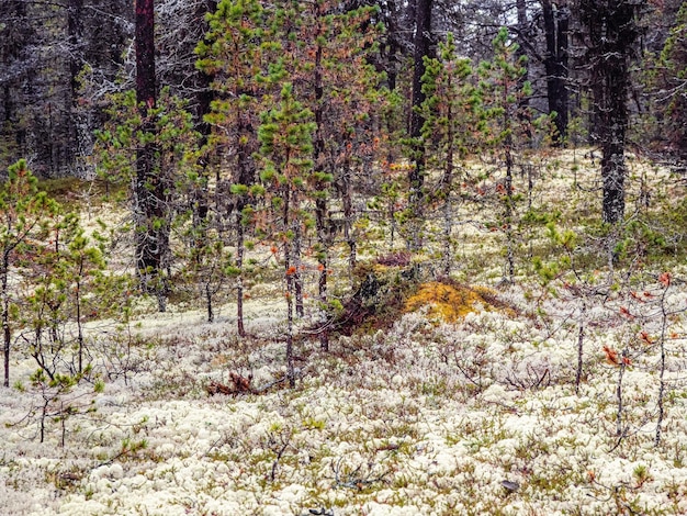 White moss yagel Fabuloso bosque del norte