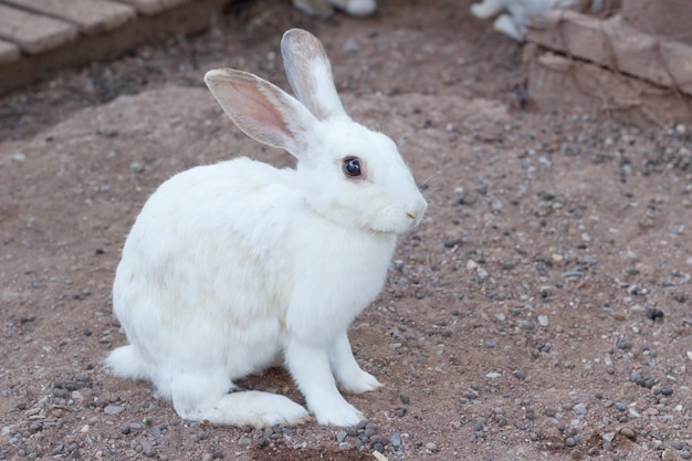 Foto white rabbit selecciona el fondo borroso de enfoque, beautifull white rabbit soft focus