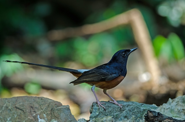 White-rumped Shama steht auf einem Ast