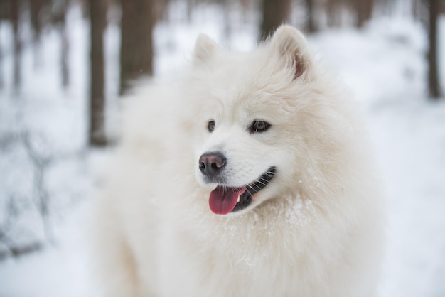 White Samoyed Dog Portrait Nahaufnahme ist im Winterwald