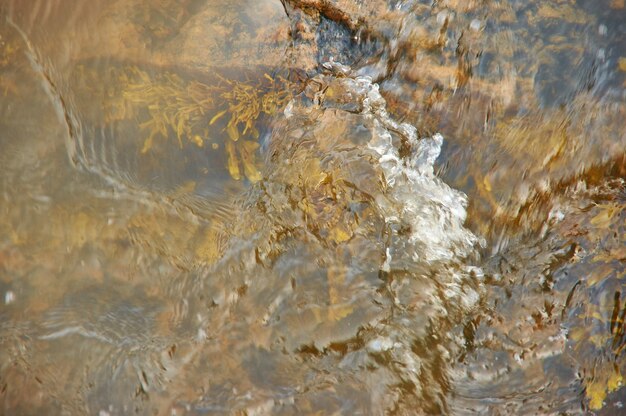 White Sea Fucus Belomorsky, algas pardas, género de algas pardas que se encuentran en las zonas intermareales de la costa rocosa