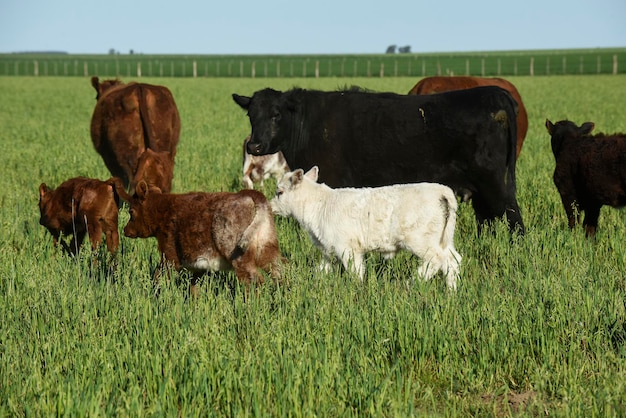 White Shorthorn Kalb in der argentinischen Landschaft La Pampa Provinz Patagonien Argentinien