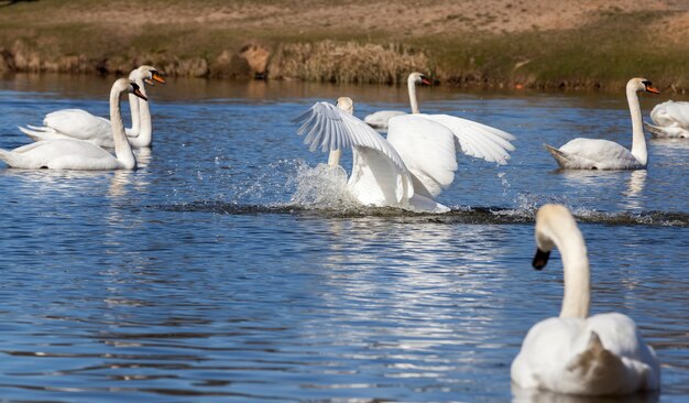White Swan flotando en el lago, hermosas aves acuáticas cisnes en la primavera, hermosas aves de gran tamaño, primer plano