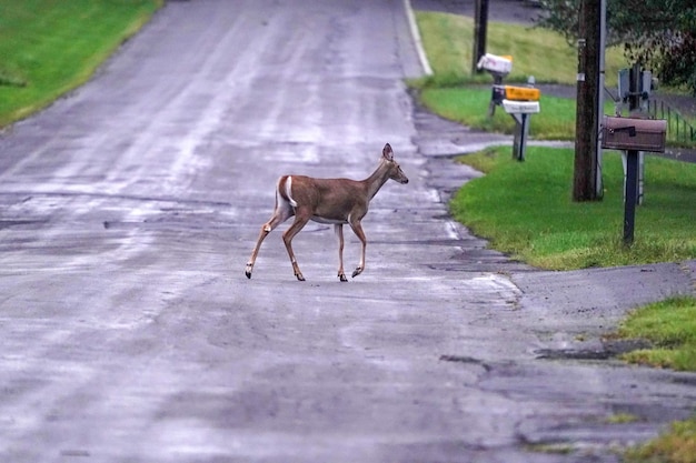 White Tail Deer auf der Straße in der Nähe der Häuser in der Landschaft des New York State County