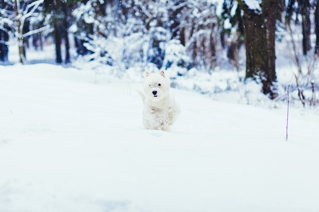 White Terrier corre pela floresta de neve