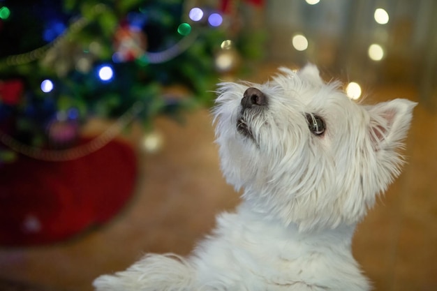 White Terrier Hund zu Hause auf dem Sofa auf dem Hintergrund eines Weihnachtsbaums für den Hintergrund