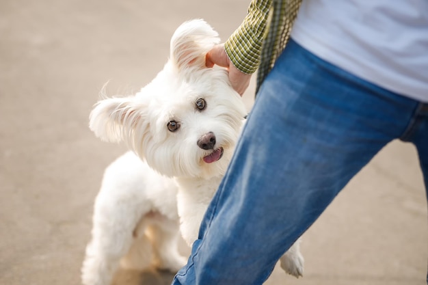 White west highland white terrier senta-se aos pés da amante