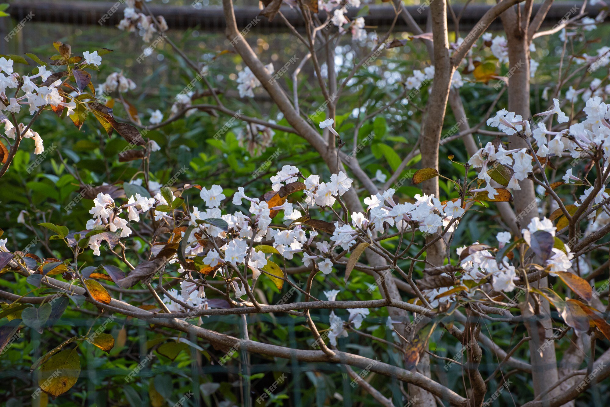 White ype, las hermosas flores de un pequeño ype blanco en brasil. luz  natural, enfoque selectivo. | Foto Premium