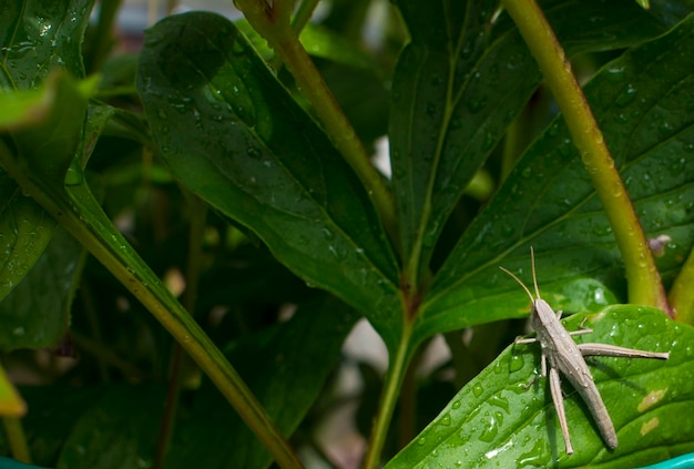 Whitebanded Heuschrecke auf einem grünen Blatt Insektentier