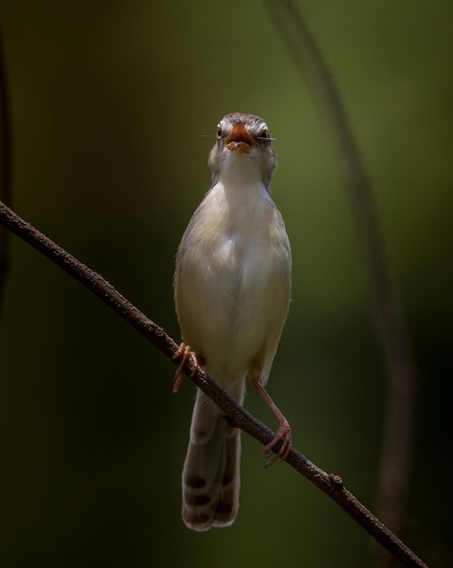 Whitebrowed Prinia auf trockenem Ast