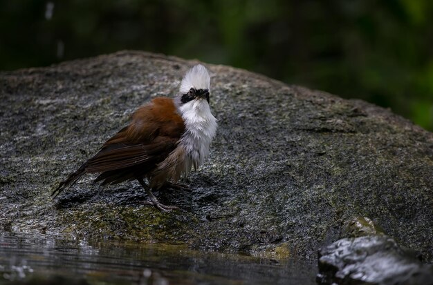 Whitecrested Laughingthrush steht neben einem Wasserbecken im Wald