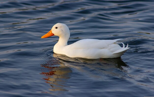 whiteduckonlake001