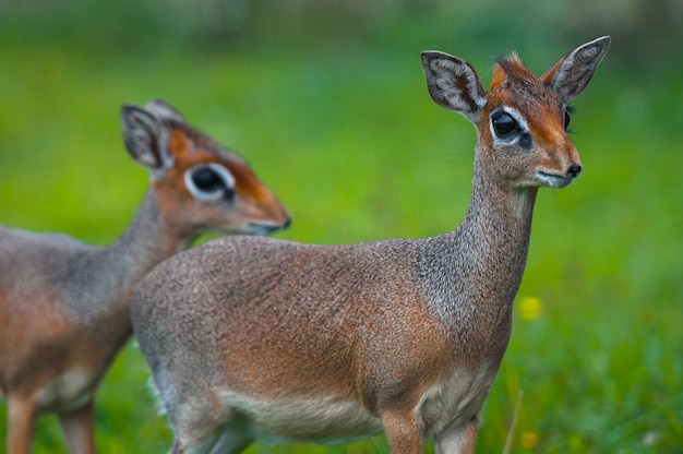 Whitetail deer buck em pé na grama verde.