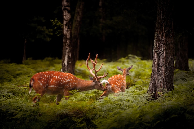 Whitetail Deer Buck de pie en un bosque ruso.